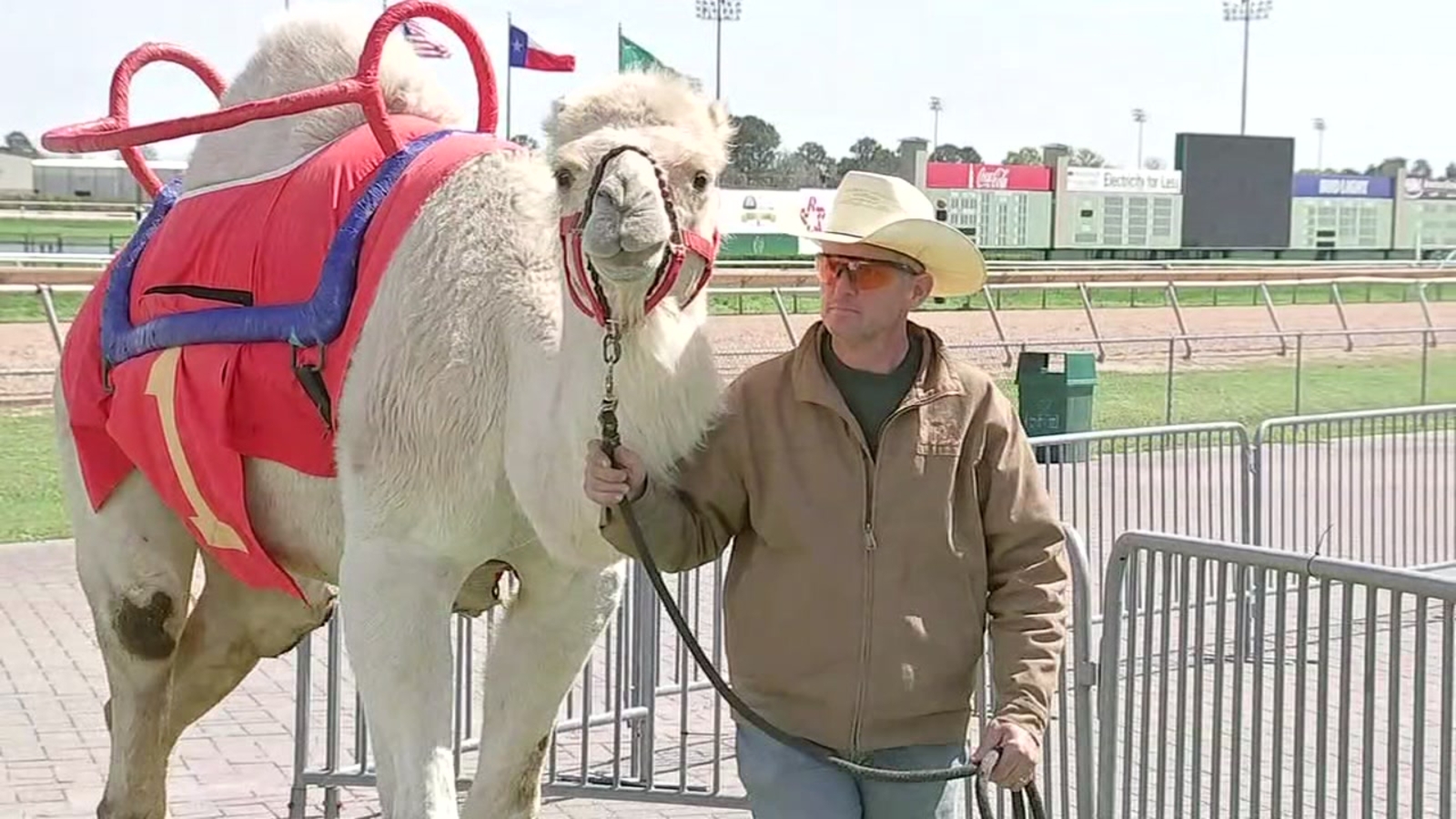 Camel, ostrich and zebra races return to Sam Houston Race Park ABC13